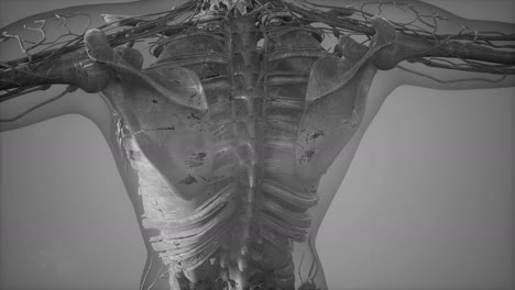 Menschlicher-Körper-Mit-Sichtbaren-Skelettknochen